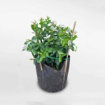 Cây mai chỉ thiên bầu đất
